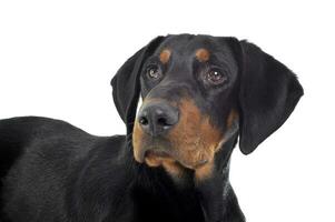 Studio shot of an adorable ans curoius Erdelyi kopo dog photo