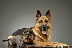 An adorable wire haired Dachshund and a German shepherd dog photo