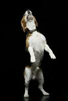 An adorable Beagle standing on hind legs photo