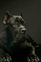 Studio shot of a lovely cane corso puppy photo