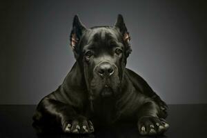 Studio shot of a lovely cane corso puppy photo