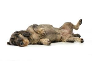 Studio shot of an adorable Dachshund photo