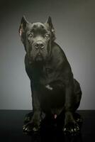 Studio shot of a lovely cane corso puppy photo