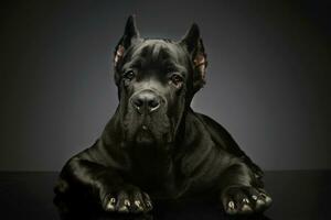 Studio shot of a lovely cane corso puppy photo