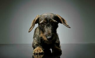 Studio shot of an adorable Dachshund looking frightened photo