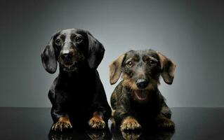 Studio shot of two adorable Dachshund looking curiously at the camera photo