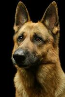 Portrait of an adorable german shepherd dog photo