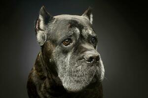 Portrait of a lovely cane corso photo