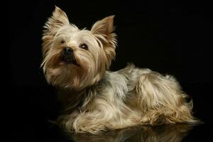 Yorkshire terrier mirando arriba en un oscuro fotom estudio foto