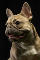 Portrait of an adorable French bulldog photo