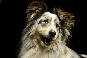 retrato de un adorable frontera collie perrito foto