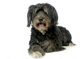 wired hair mutt dog looking into a camera in studio photo