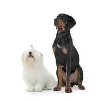 An adorable Maltese and anErdelyi kopo sitting on white background photo