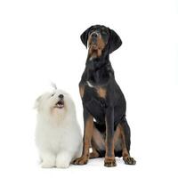 An adorable Maltese and an Erdelyi kopo sitting on white background photo