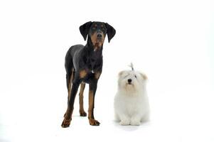 An adorable Maltese and an Erdelyi kopo looking curiously at the camera photo