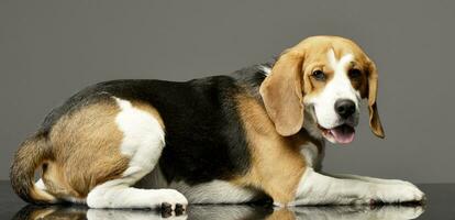 Studio shot of an adorable Beagle photo