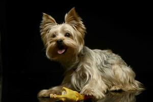 Yorkshire Terrier plays  with a toy chicken in studio photo