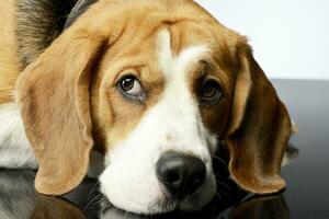 retrato de un adorable beagle foto