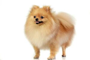 Studio shot of an adorable Pomeranian dog photo