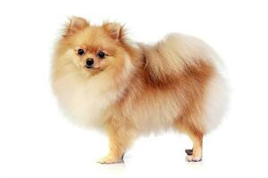 Studio shot of an adorable Pomeranian dog photo