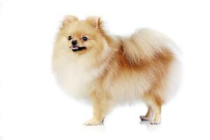 Studio shot of an adorable Pomeranian dog photo