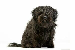 Studio shot of an adorable Puli photo