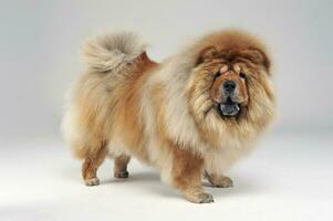 chow chow staying in the white studio photo