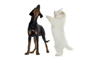 Studio shot of an adorable Erdelyi kopo with a cute Maltese standing on hind legs photo