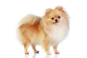 Studio shot of an adorable Pomeranian dog photo