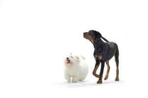 Studio shot of an adorable Maltese and an Erdelyi kopo looking up curiously photo