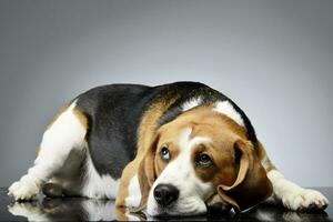 Studio shot of an adorable Beagle photo