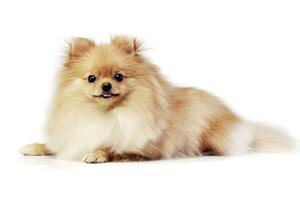 Studio shot of an adorable Pomeranian dog photo