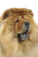 chow chow looking to rigtht in a white studio photo