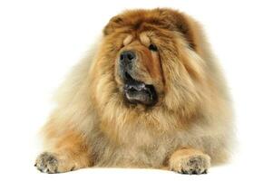 chow chow lying in big white photo studio