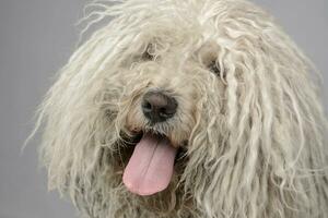 un lanudo perro con sus lengua colgando fuera foto