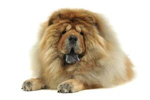chow chow relaxing in a white background studio photo