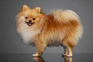 Studio shot of an adorable Pomeranian dog photo