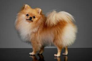 Studio shot of an adorable Pomeranian dog photo