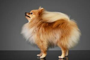 Studio shot of an adorable Pomeranian dog photo