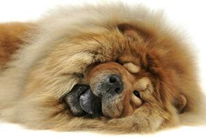 happy chow chow lying on the ground in the studio photo