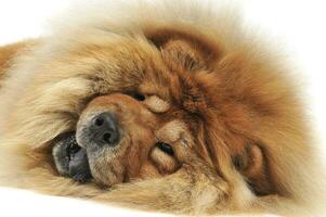 chow chow lying on the ground like a lion photo