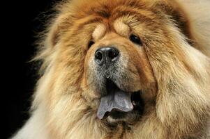 chow chow looking in a dark studio photo