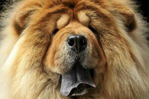 chow chow close-up in a dark background photo