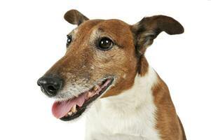 Portrait of an adorable Jack Russell Terrier photo