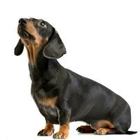 Studio shot of an adorable short haired Dachshund photo