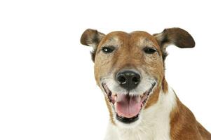 Retrato de un adorable Jack Russell Terrier foto