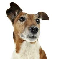 Jack Russell Terrier waching in a white studio photo