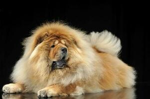 chow chow studio shoot in a dark background with a shiny floor photo