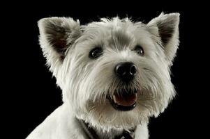 Oeste tierras altas blanco terrier viendo en un estudio con oscuro antecedentes foto