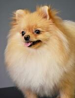 Portrait of an adorable Pomeranian dog photo